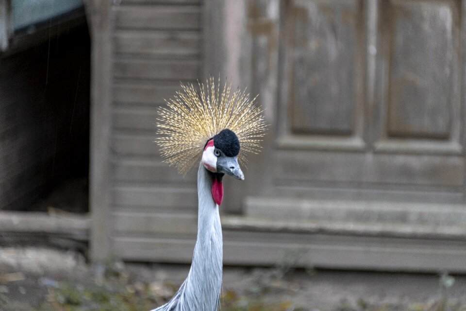 Headdress bill animal world