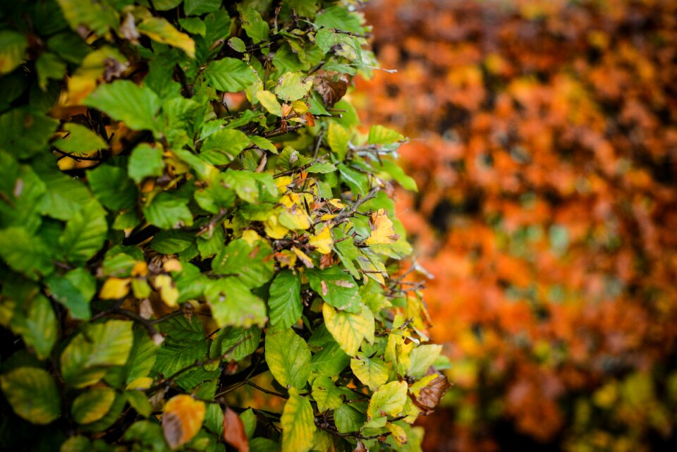 Ireland nature avenue