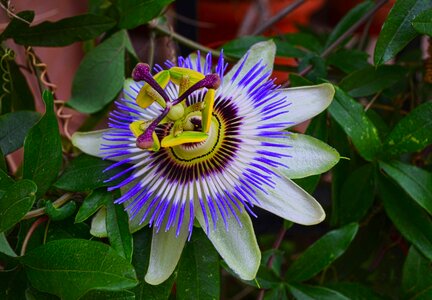 Plant tropical blossom