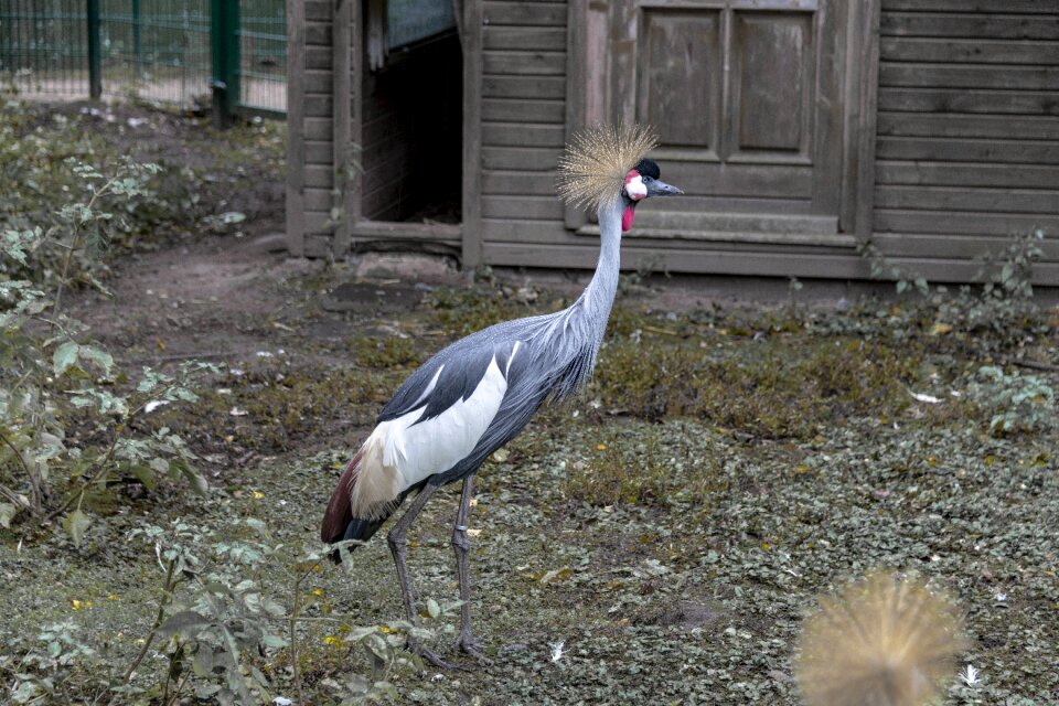Headdress bill animal world