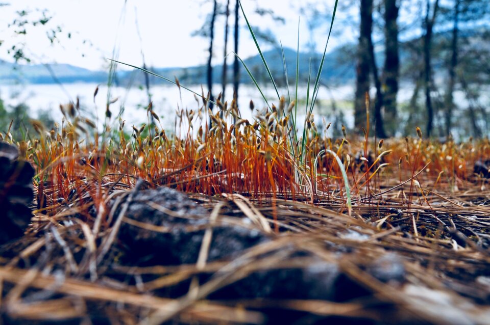 Plant seedlings forest
