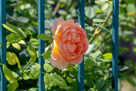 Nature blossom rose photo