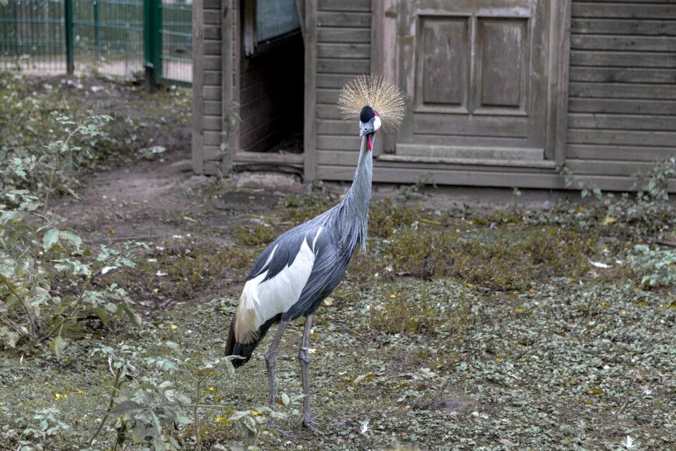 Headdress bill animal world