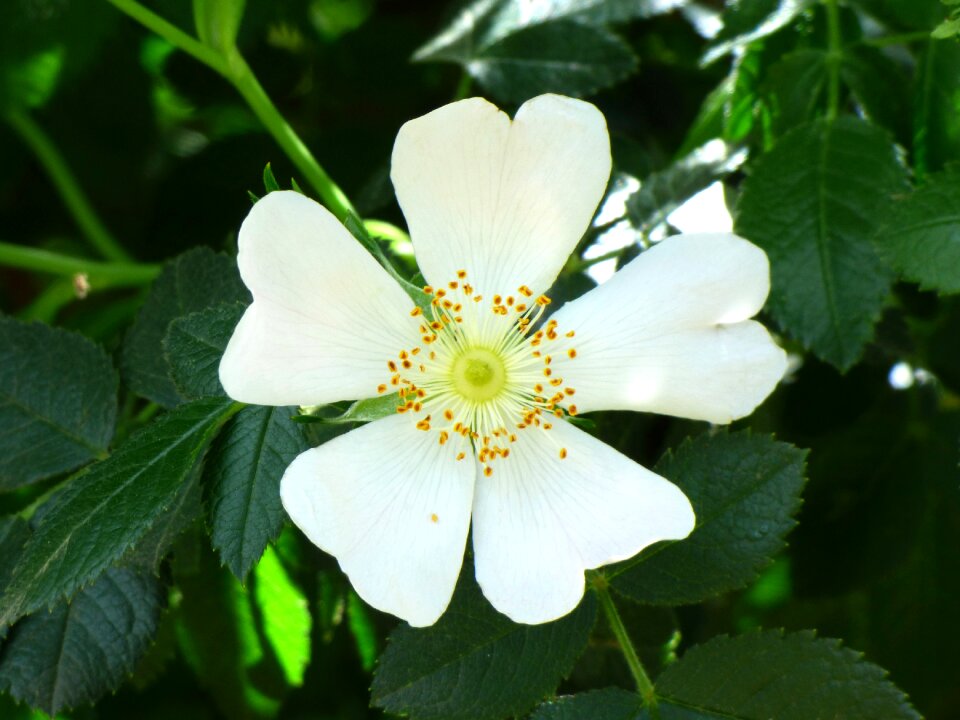 Stamens pistils nature