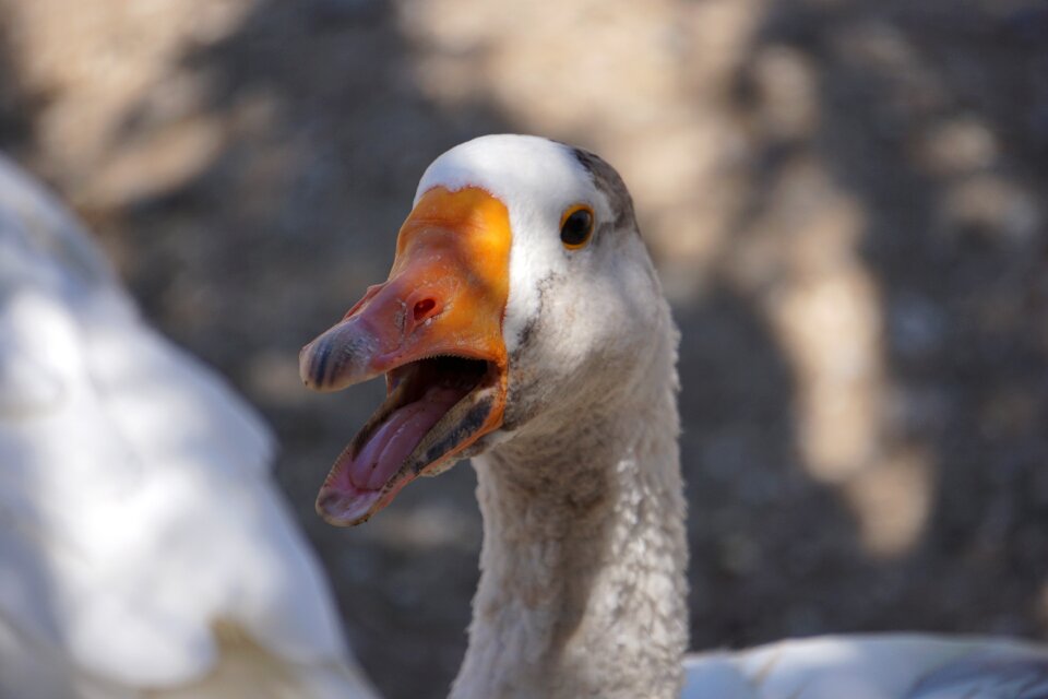 Close up geese animal