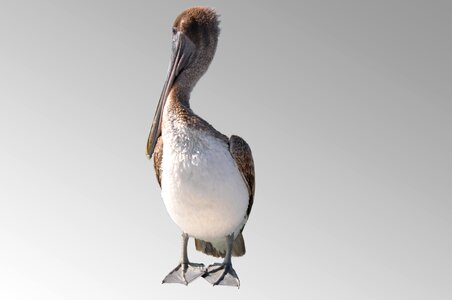 Dock sea pelican