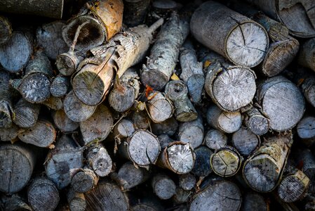 Tree firewood fireplace
