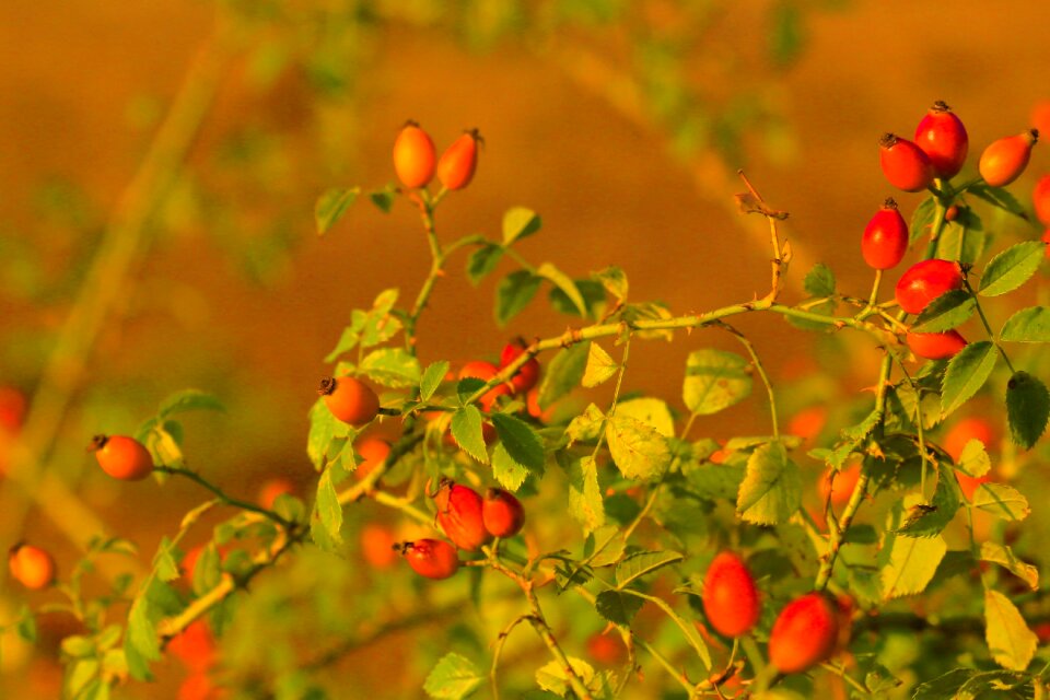 Flower autumn fruit
