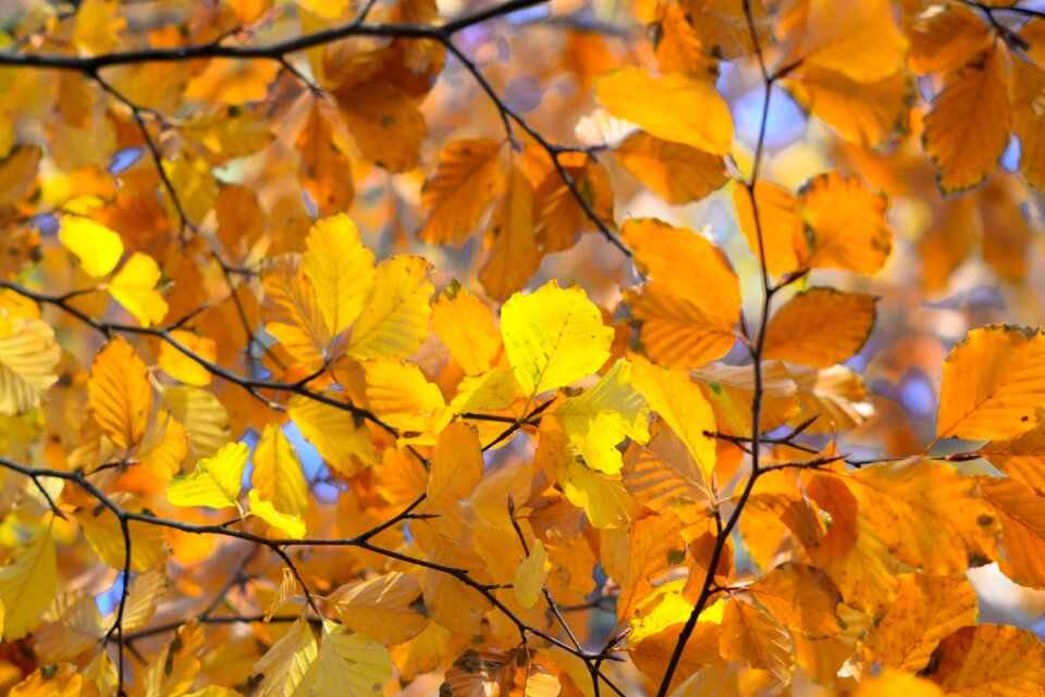Beech nature leaves