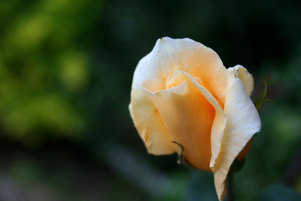 Floral fragrance bloom