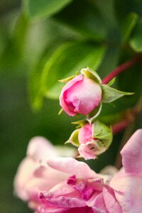 Fragrance rose blossom