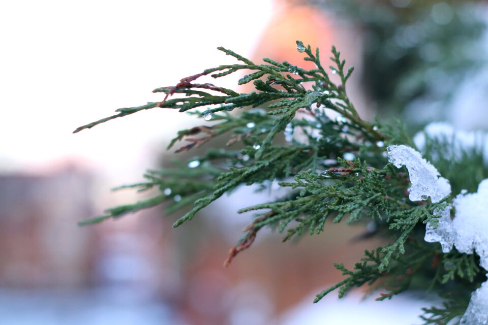 Christmas tree snow Free photos