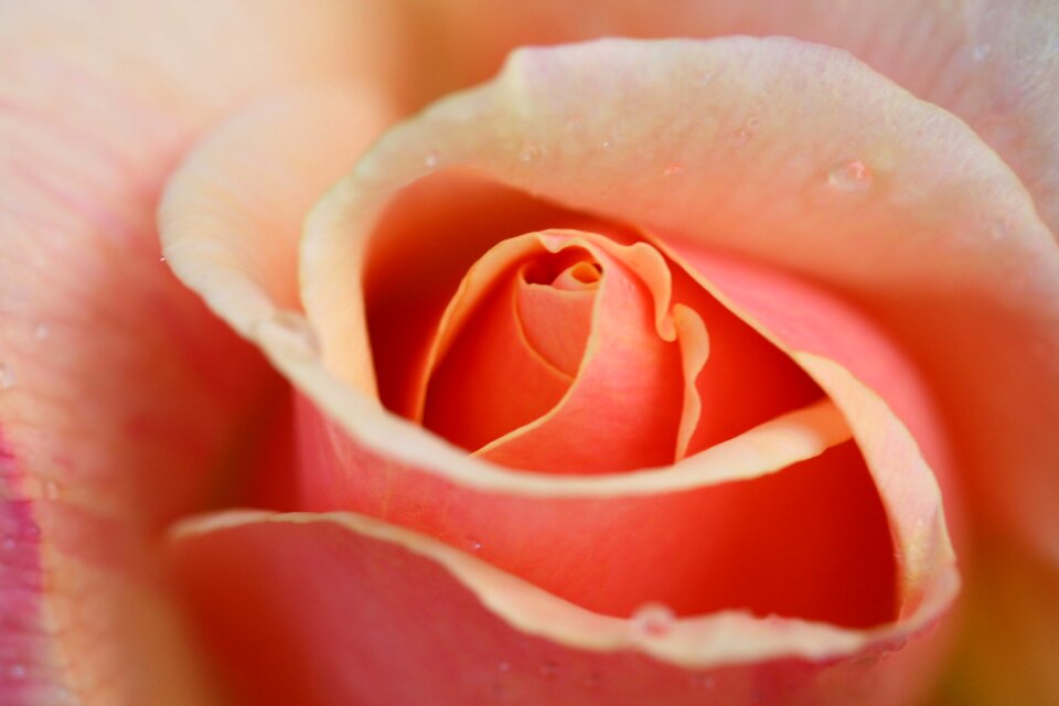 Fragrance petals rosebush