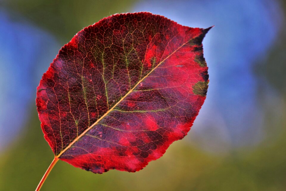 In the fall season autumn