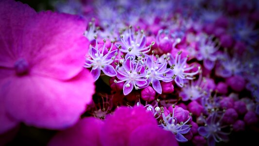 Nature hydrangea flower close up photo