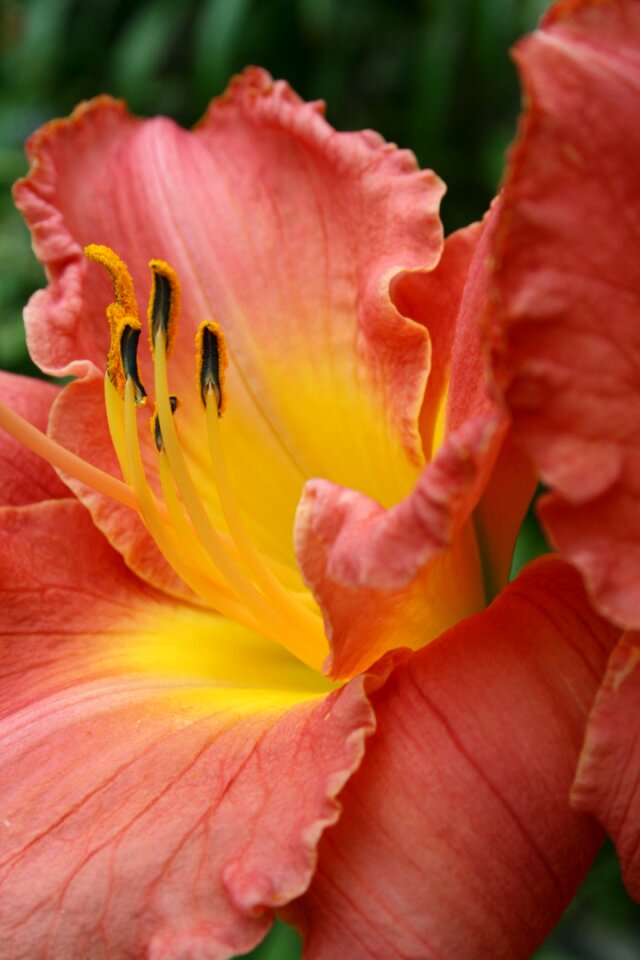 Orange plant pistil