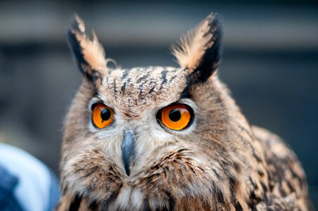 Nature plumage raptor photo