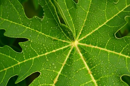 Wet plant green