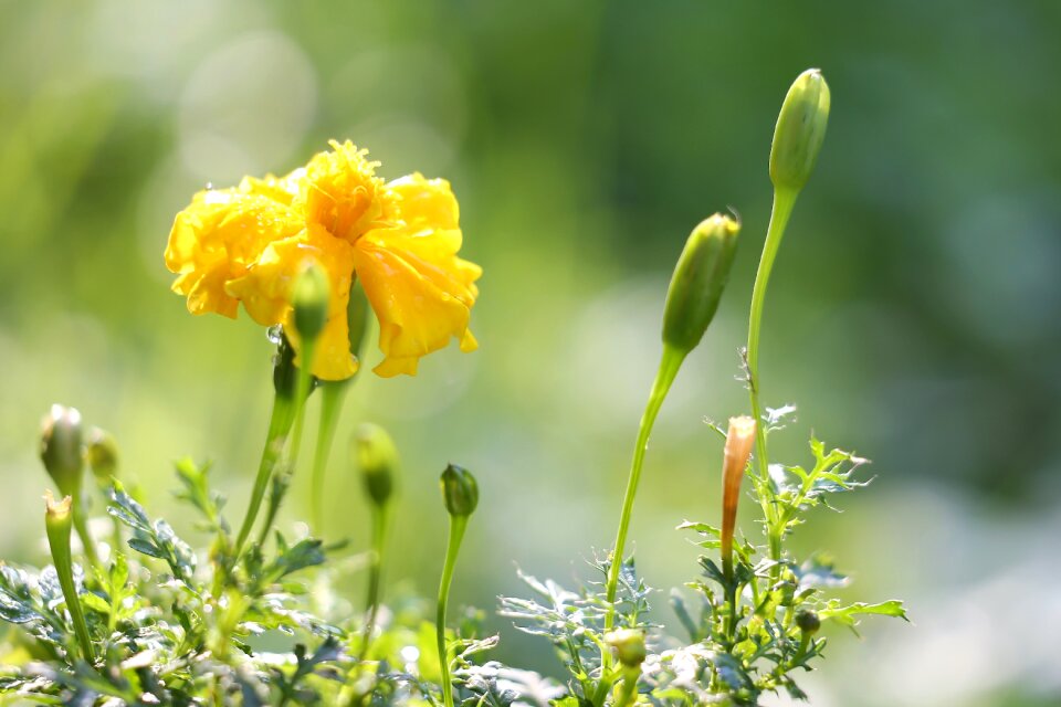 Fresh rain drops plant