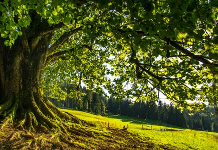 Green forest leaves