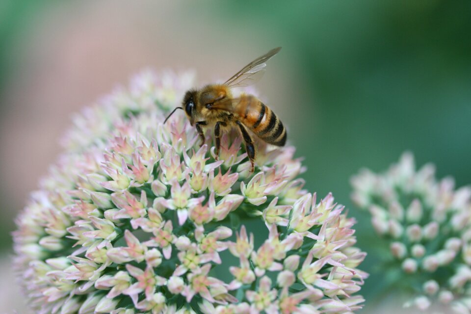 Spring bloom insect