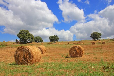 Fields straw straw bales photo