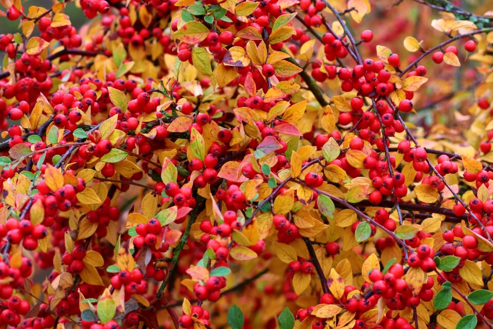 Pyracantha bush fruits