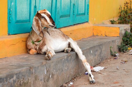 Animal goat india photo