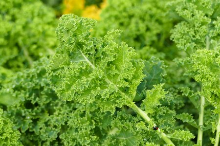 Food green fresh