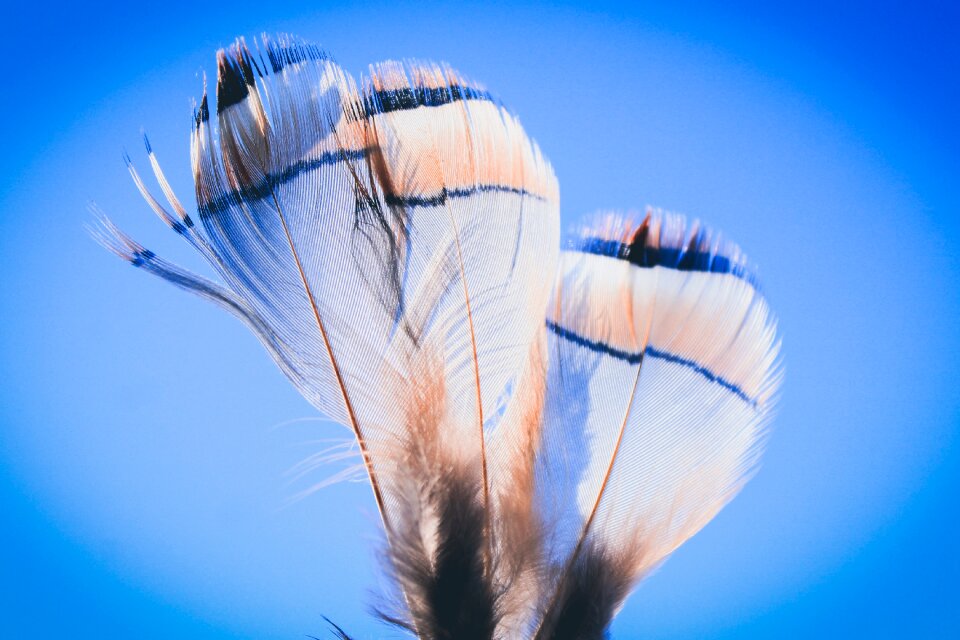 Bird feathers moroccan bird close-up