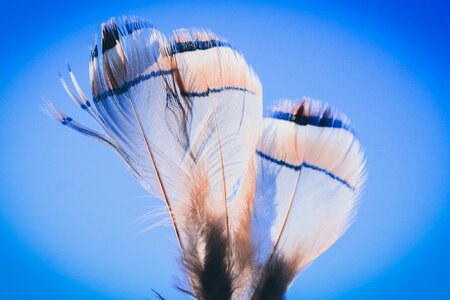 Bird feathers moroccan bird close-up