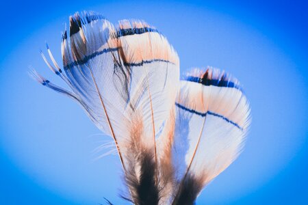 Bird feathers moroccan bird close-up photo