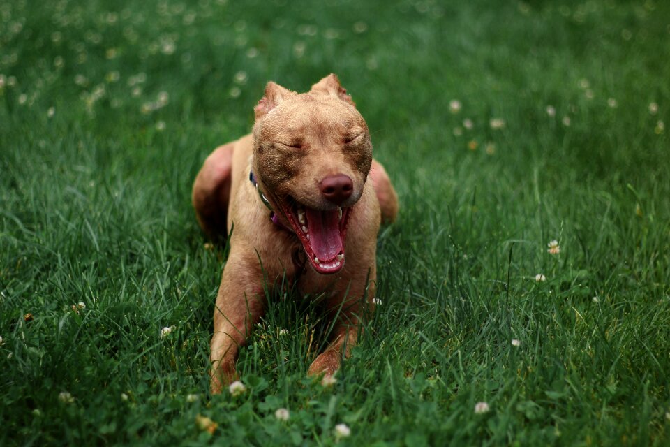 Pet canine adorable
