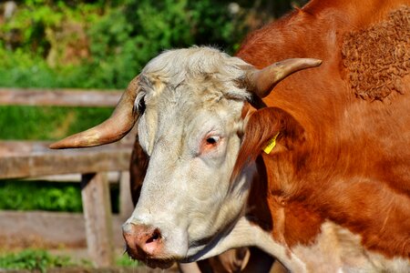 Livestock cow horns photo