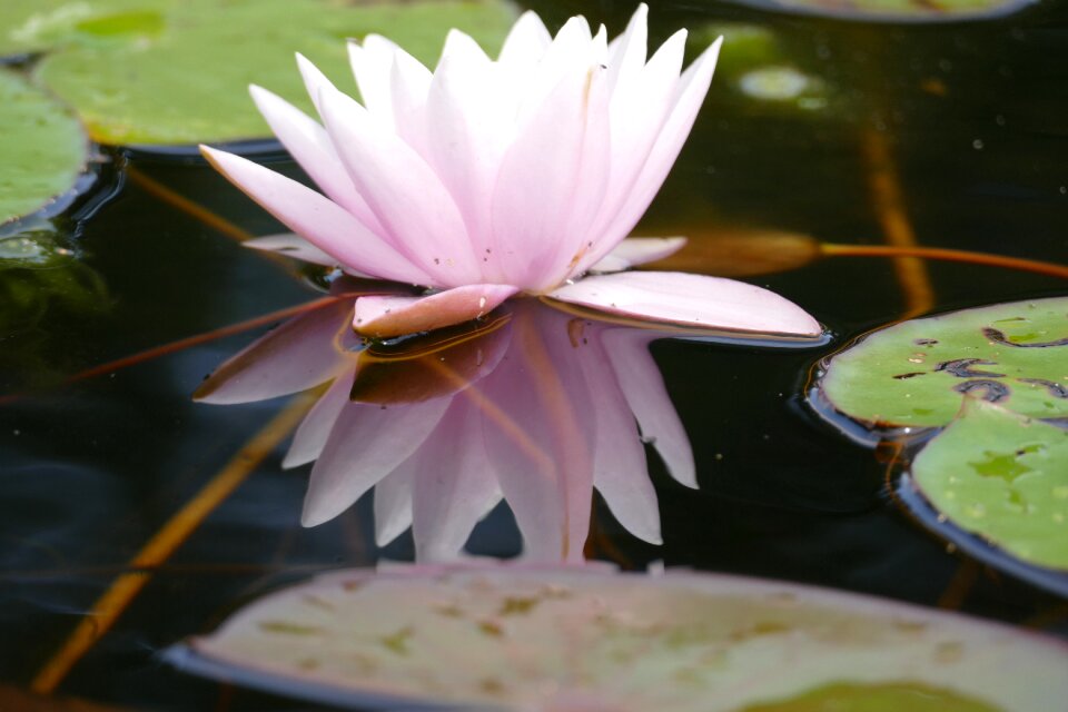 Flower blossom bloom