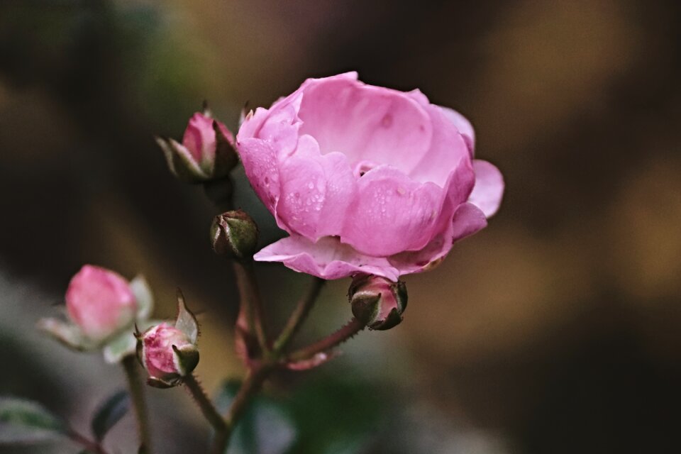Rose bloom rose bud close up