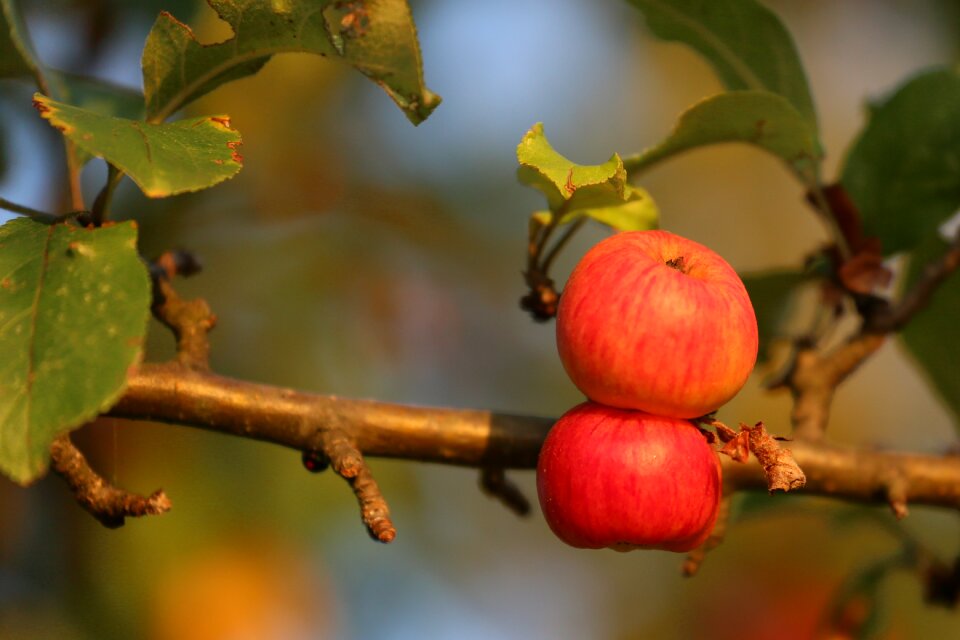 Tree fresh healthy