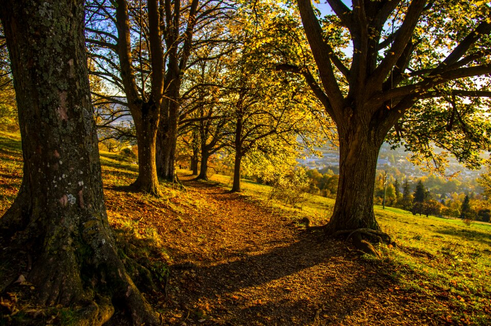 Autumn landscape wilderness