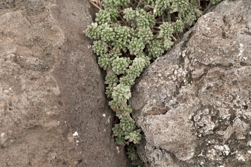 Nature green flora