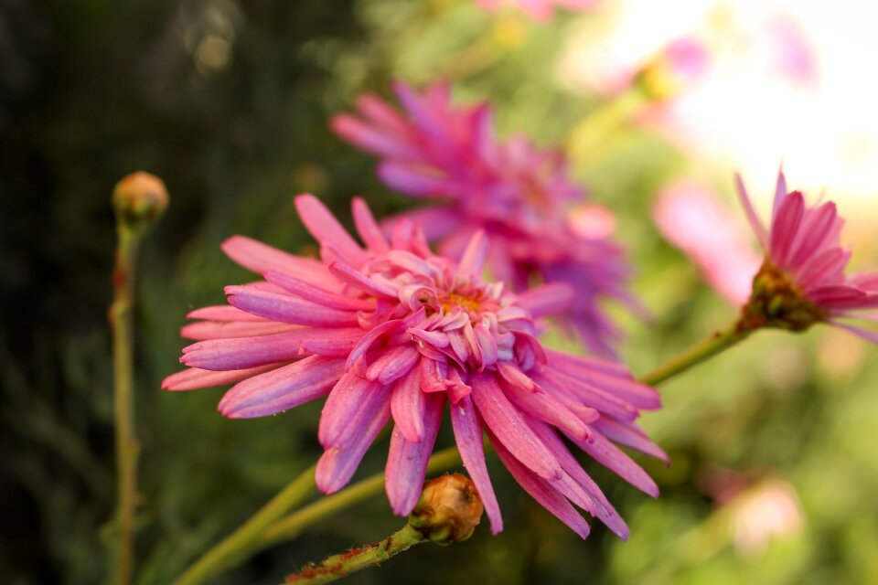 Flowers plant garden