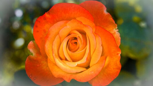 Greeting card floral greeting beauty