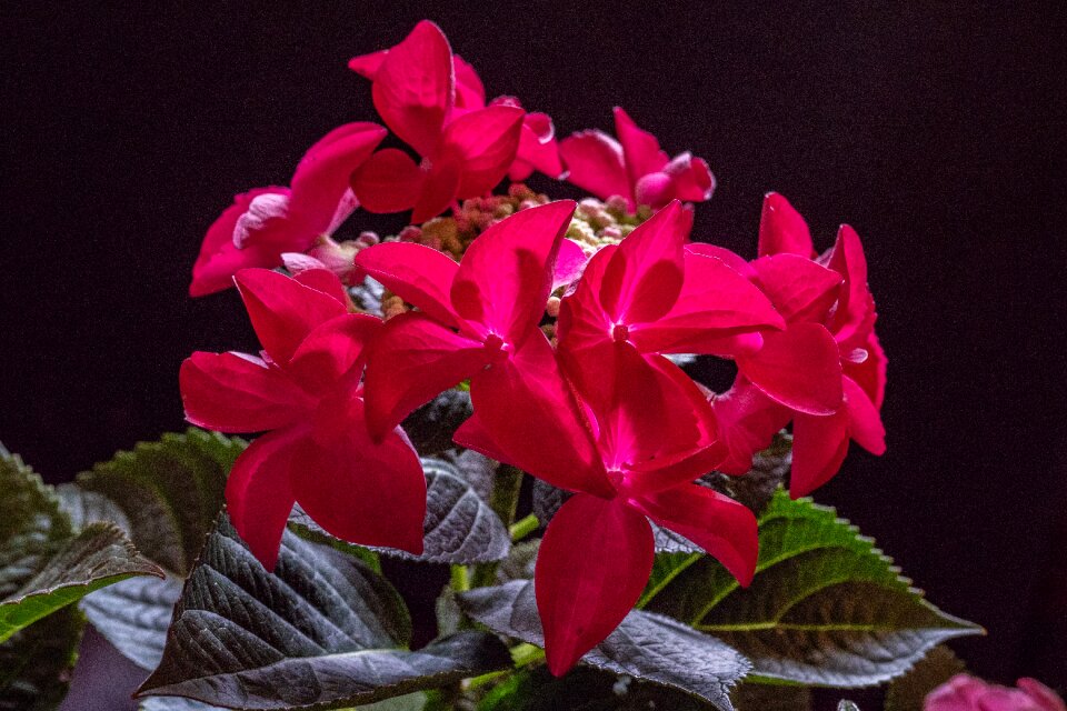 Hydrangea flower red