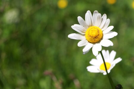 Nature flower summer
