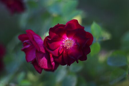 Violet bloom flower