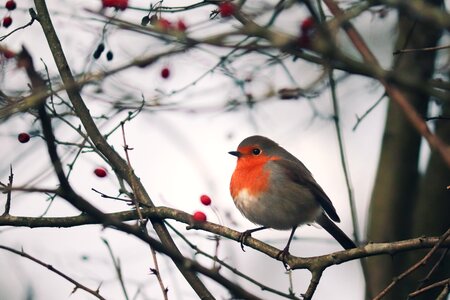Bird garden songbird