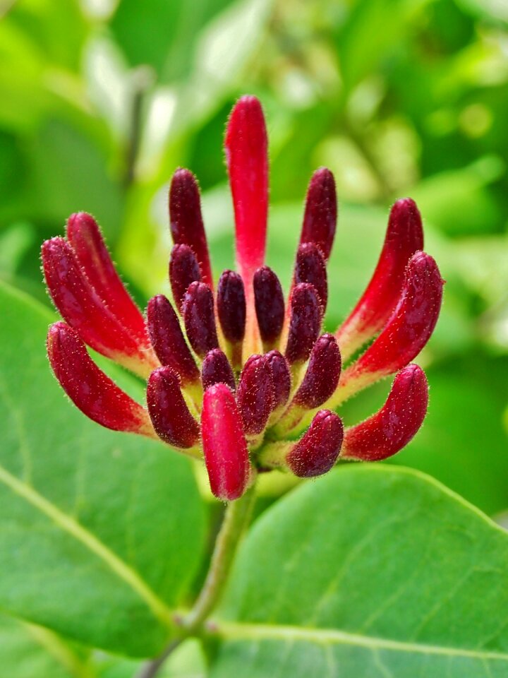 Red petals close up