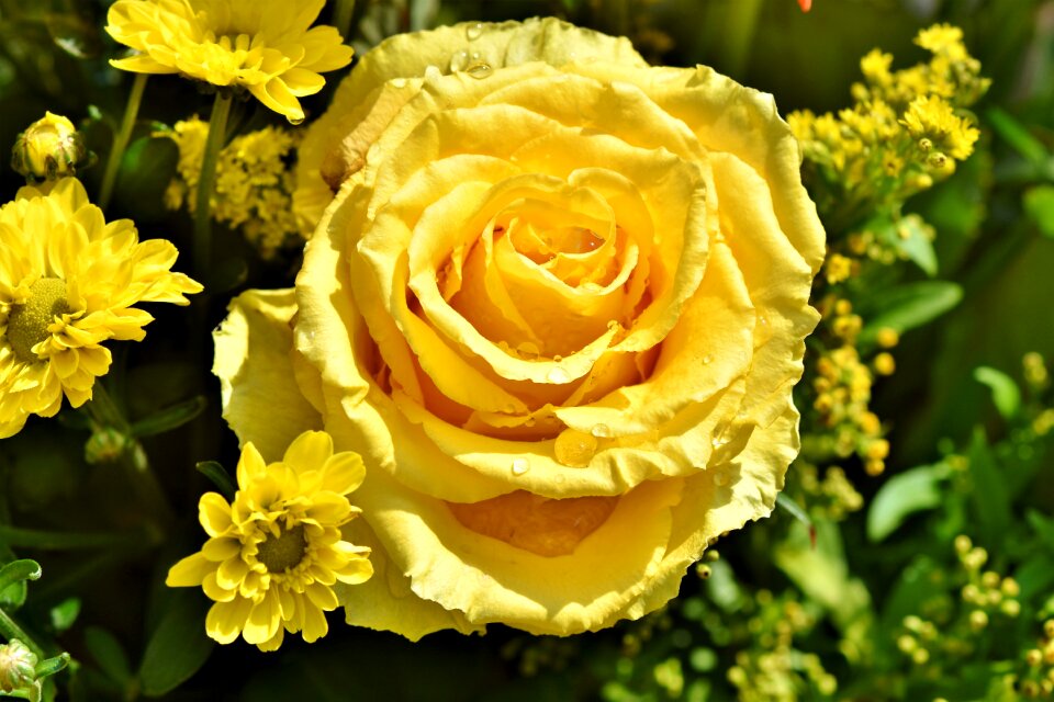 Blossom bloom yellow