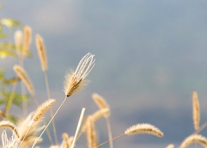Flowers and plants setaria viridis one slice