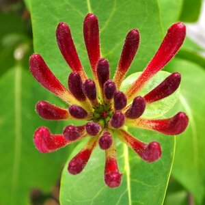 Red petals close up