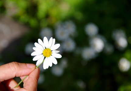 Nature rize flowering